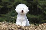 BICHON FRISE 469